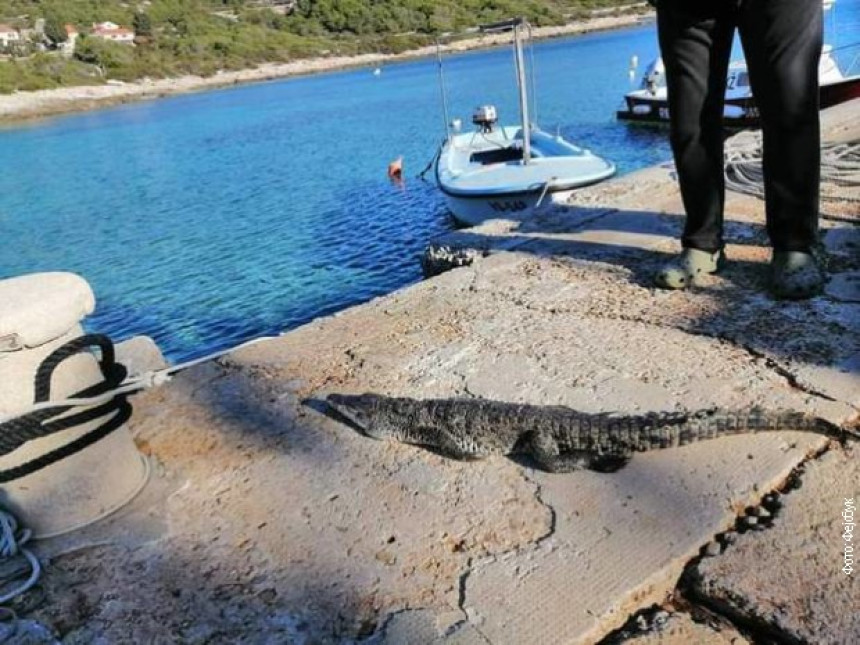 Ustao, krenuo do svoje barke, i dočekao ga - krokodil!