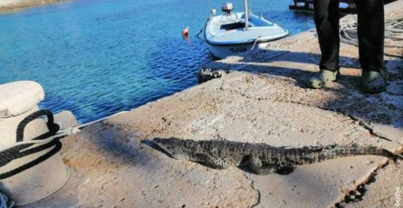 Ustao, krenuo do svoje barke, i dočekao ga - krokodil!