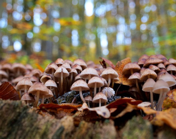 Iz šume možete ubrati samo kilogram gljiva