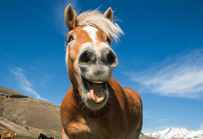 Konj mu odgrizao nos jer se udvarao jahačici!