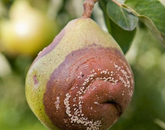 Rusija tvrdi da su iz BiH isporučene trule kruške