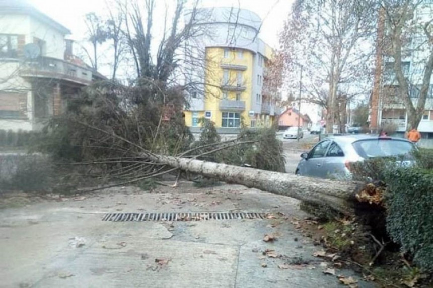 Prijedor: Vjetar srušio drvo visoko 15 metara