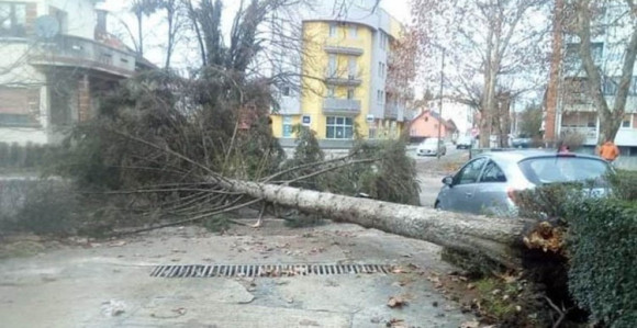 Prijedor: Vjetar srušio drvo visoko 15 metara