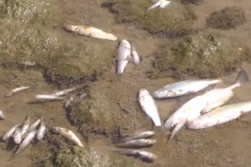 Incident: U ruskoj rijeci pluta desetine uginulih riba