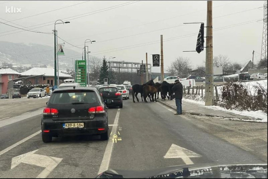 Инспекција преузела напуштене коње из Вогошће