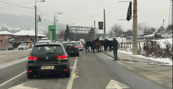 Inspekcija preuzela napuštene konje iz Vogošće