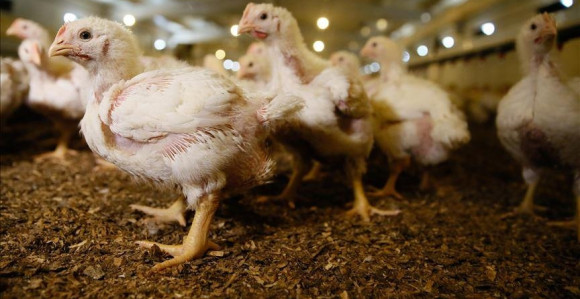 BiH može ostati bez dozvole za izvoz pilećeg mesa