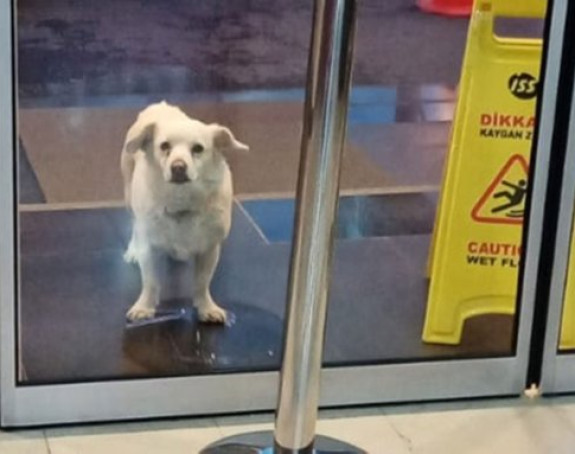 Пас чекао власника недјељу дана испред болнице
