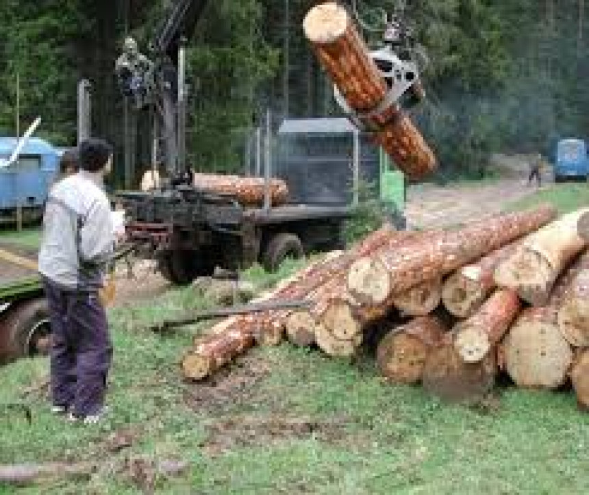 Zatečeni kako vrše podjelu nezakonitih poslova u šumi
