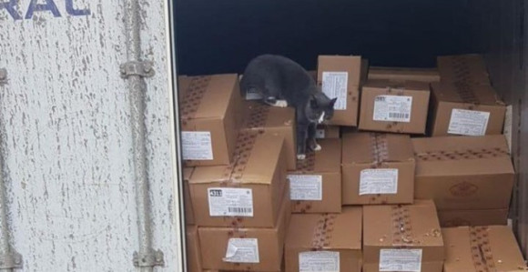 Mačka preživjela tri sedmice bez hrane i vode!