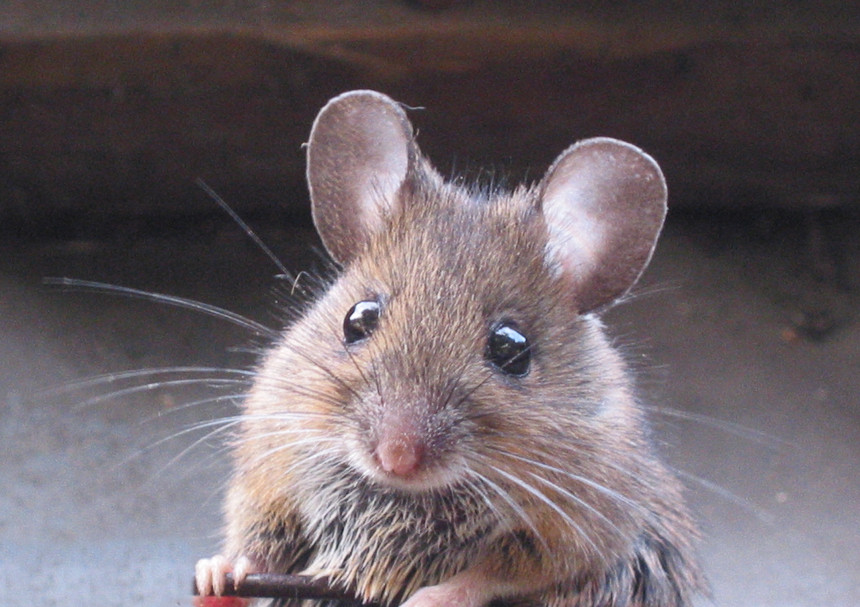 Naučnici otkrili: I miševi znaju da pevaju!