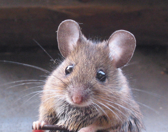 Научници открили: И мишеви знају да певају!