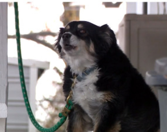 Keruša Lulu nasledila pet miliona dolara!