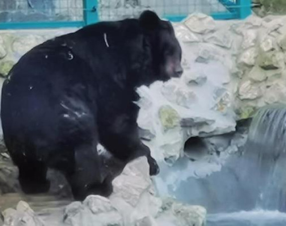 Zimi je kraj: Medved Uros izašao iz pećine i nije ugledao svoju senku!