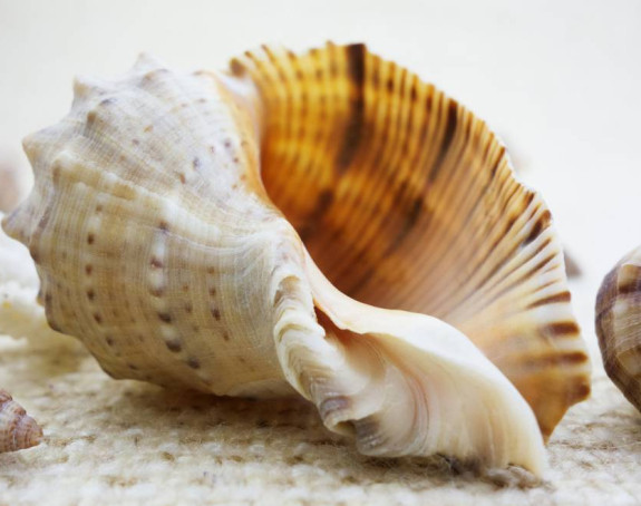 Naučnici objavili zvuk školjke instrumenta starog 18.000 godina