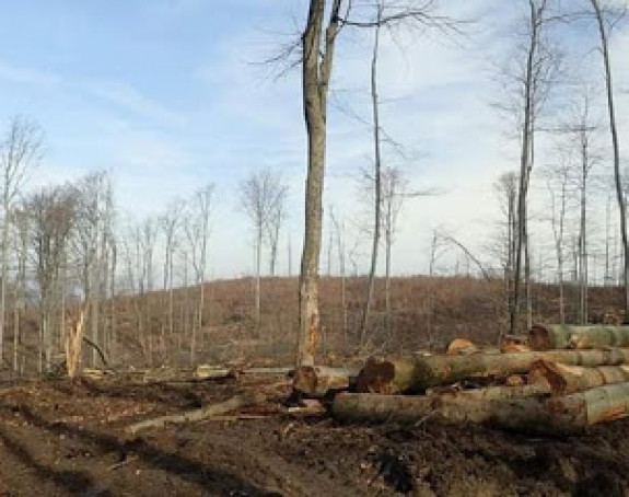 Sječom stabala opustošio privatnu šumsku parcelu