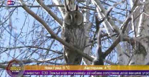 Сове ушаре своје гнијездо свиле уз ово свето мјесто