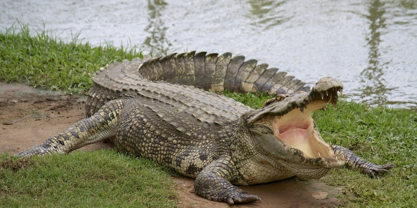Opšta uzbuna zbog krokodila koji su pobjegli sa farme!