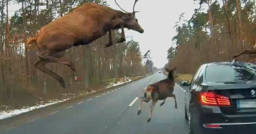 Krdo jelena iznenada iskočilo iz šume, vozač jedva uspeo da ih izbegne (VIDEO)