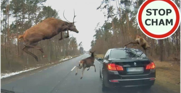 Kada krdo jelena iznenada iskoči na put (VIDEO)