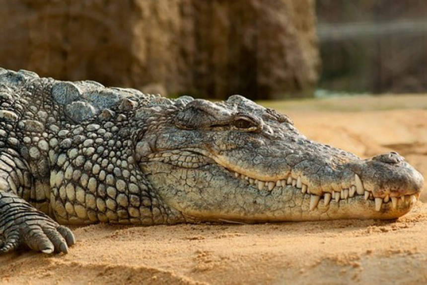 Stotine krokodila pobjeglo iz uzgajališta