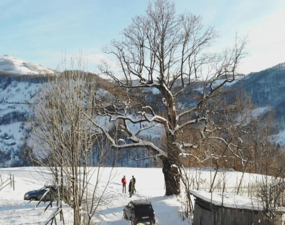 Ovaj hrast niko ne sme da dira, veruje se da je sveto i da ga je posadila carica Milica!