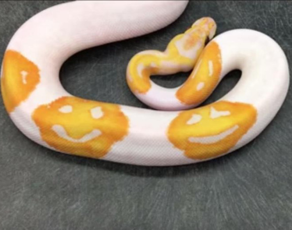 Posle 8 godina uspeo da uzgoji pitona sa smajlijima na koži! (VIDEO)