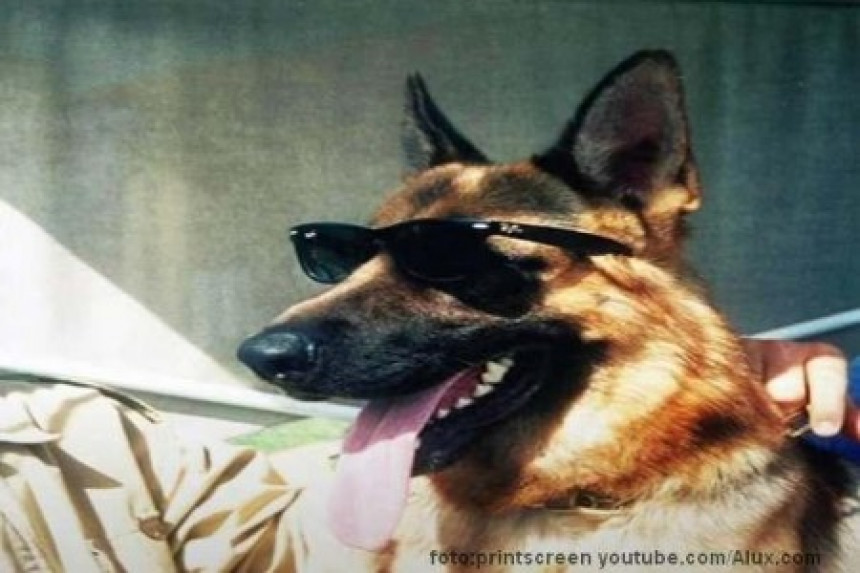 Gunther IV je najbogatiji pas na svetu čije je bogatstvo 400 miliona dolara!