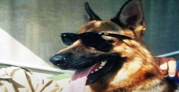 Gunther IV je najbogatiji pas na svetu čije je bogatstvo 400 miliona dolara!