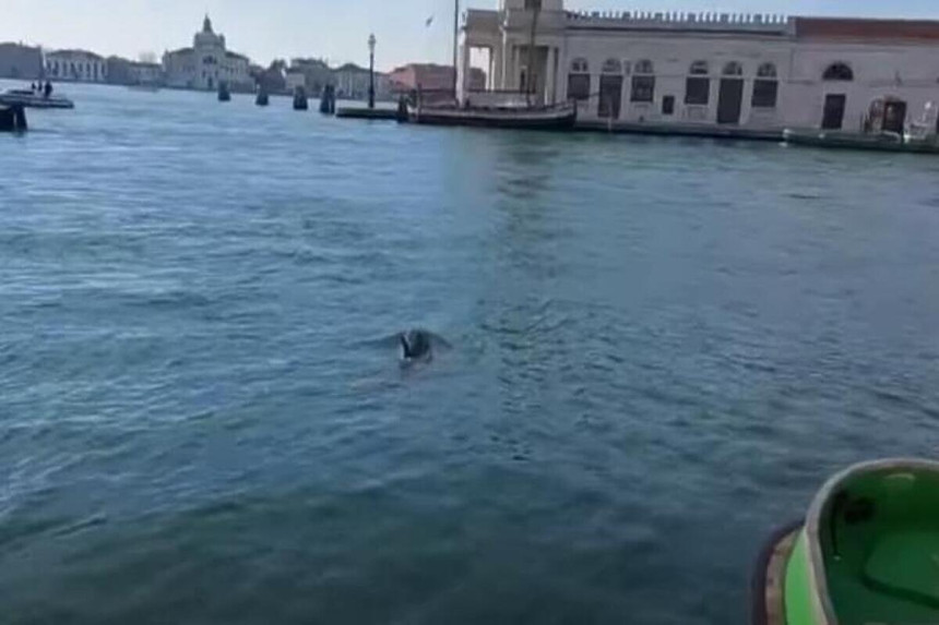 Dva delfina snimljena u Velikom kanalu u Veneciji (VIDEO)