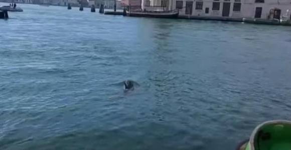 Dva delfina snimljena u Velikom kanalu u Veneciji (VIDEO)