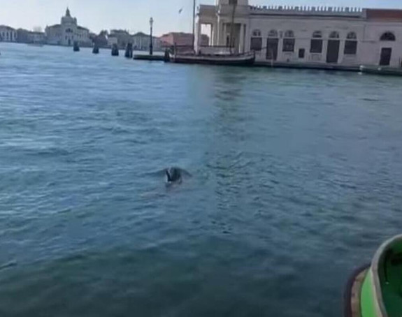 Два делфина снимљена у Великом каналу у Венецији (ВИДЕО)