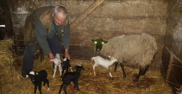 Čudo prirode kod Laktaša: Ovca ojagnjila petorke