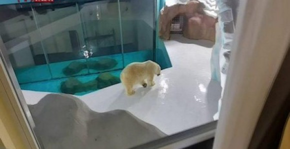 U Kini otvoren hotel s pogledom na polarnog medveda! (VIDEO)