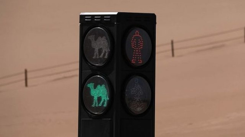 U Kini otvoren prvi semafor za kamile! (VIDEO)
