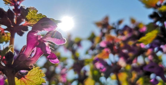 Danas sunčano i toplo, temperatura do 23 stepena