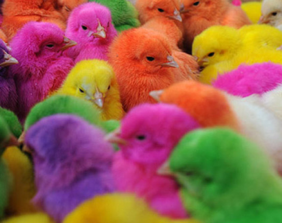 Farba žive piliće za Vaskrs i prodaje kao dekoraciju!