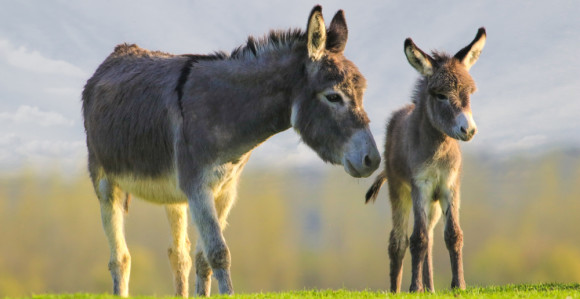 Mlijeko i do 100 KM za litar, proda se svaka kap