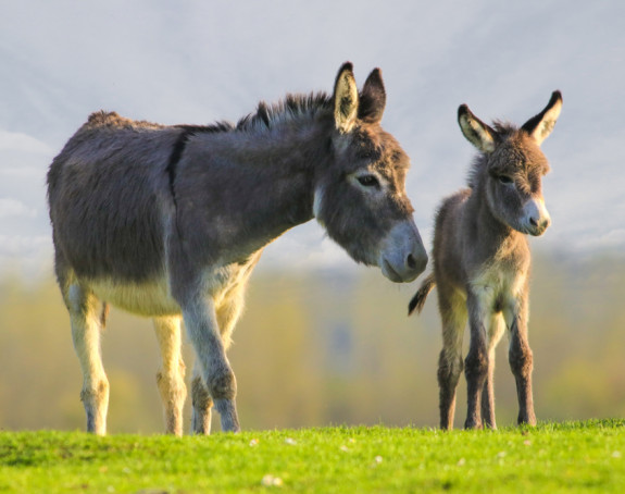 Mlijeko i do 100 KM za litar, proda se svaka kap