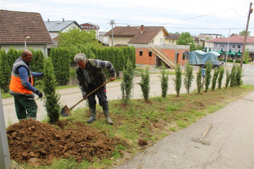 Stotine sadnica za zeleniji i ljepši Srbac