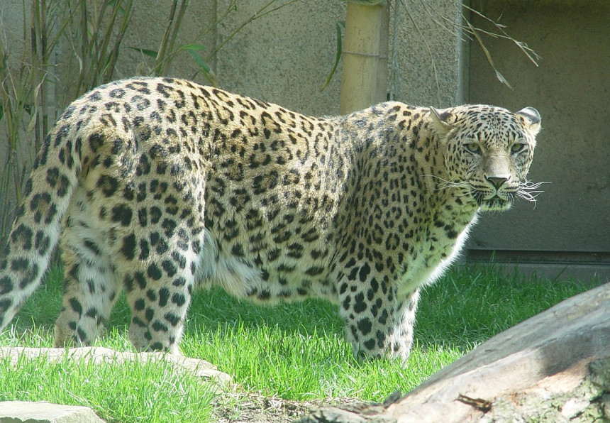 Kineski safari park nedelju dana krio da su pobegla tri leoparda!
