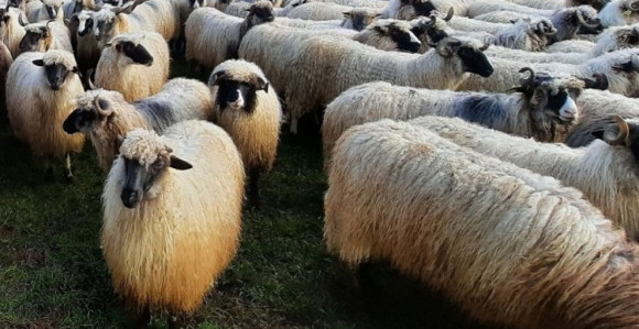 Poznati prevarant opet prevario stočare