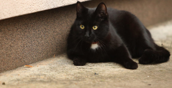 Čikago: 1000 mačaka na specijalnom zadatku 