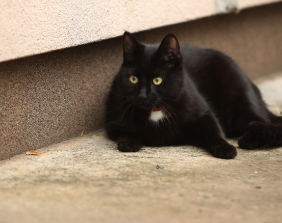 Čikago: 1000 mačaka na specijalnom zadatku 