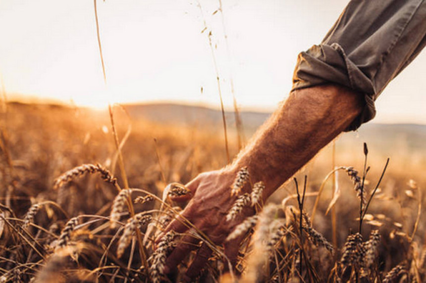 Poskupljenja šećera, kukuruza, pšenice u 2021. rekordna