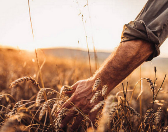Poskupljenja šećera, kukuruza, pšenice u 2021. rekordna