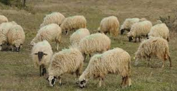 Derventa: Ukradeno pet ovaca iz drvenog obora