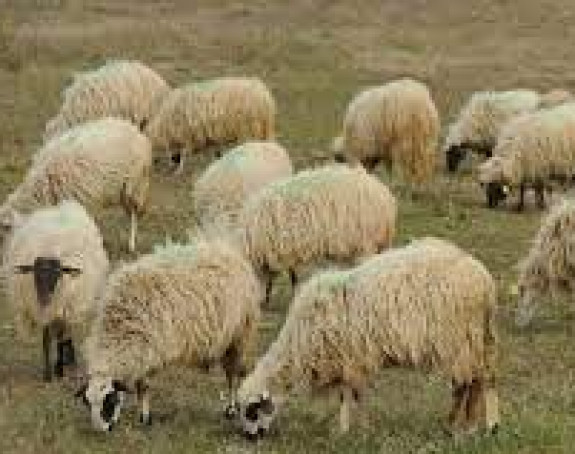 Derventa: Ukradeno pet ovaca iz drvenog obora