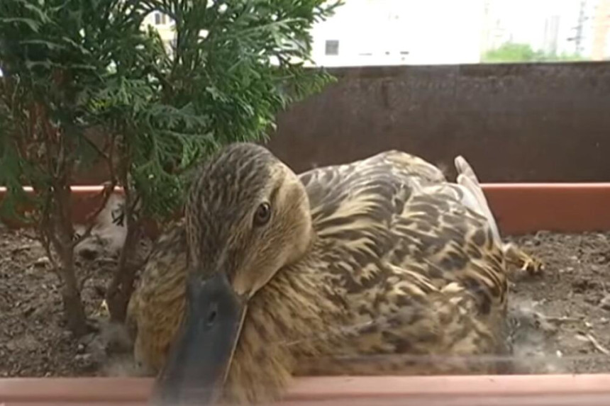 Savka je patka sa Save, i svake godine pravi gnezdo u žardinjeri na 5. spratu!