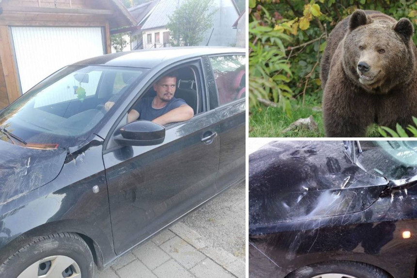 Медвјед на путу у Хрватској нападао аутомобиле